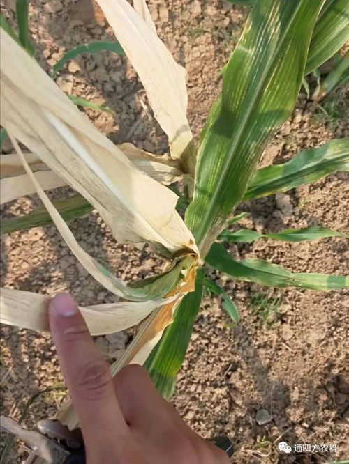 ���쵽����������ģʽ���_������������ɶΣ��������A(y��)����