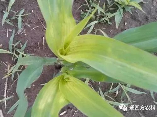 ���הQ����ô�k����ץ�o��Q��Ӱ푮a(ch��n)��!!!